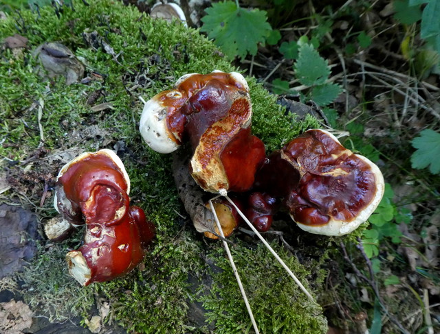 Ganoderma lucidum