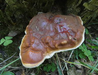 Ganoderma lucidum