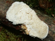 Antrodia ramentacea