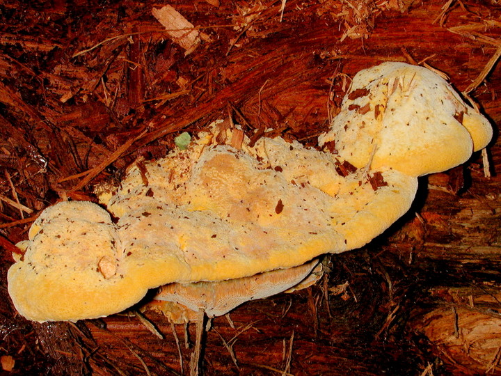 Aurantiporus croceus