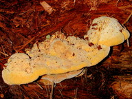 Aurantiporus croceus