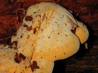 Aurantiporus croceus