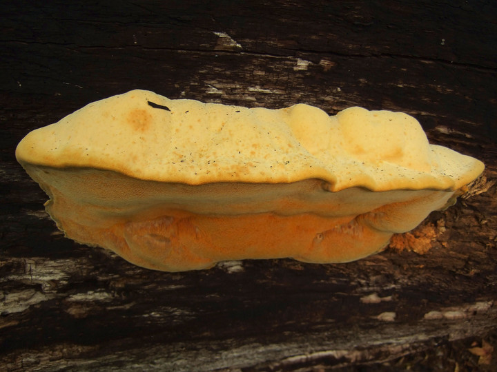 Aurantiporus croceus