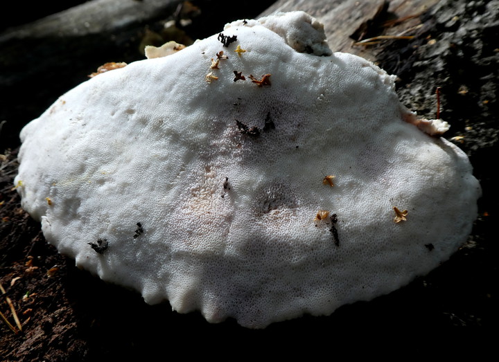 Aurantiporus fissilis