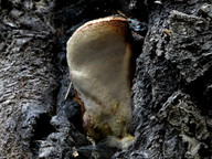 Aurantiporus fissilis