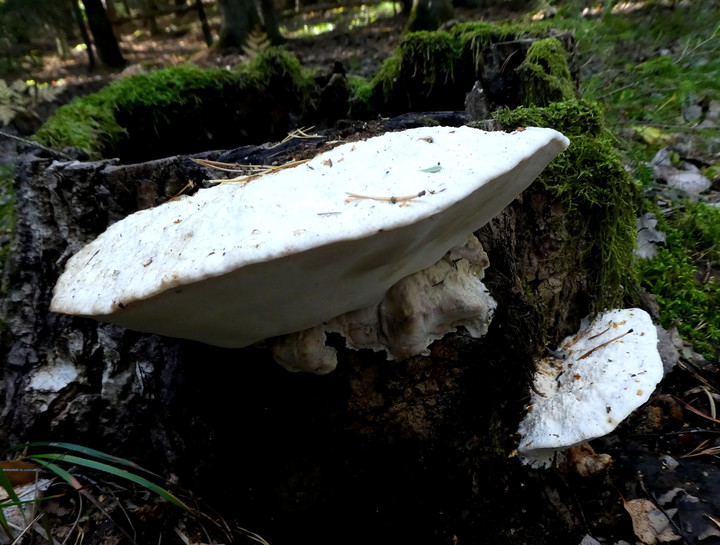 Aurantiporus fissilis