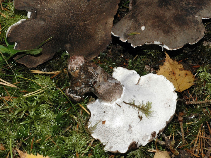 Boletopsis leucomelaena