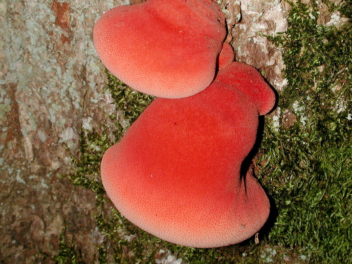 Fistulina hepatica