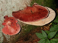 Fistulina hepatica