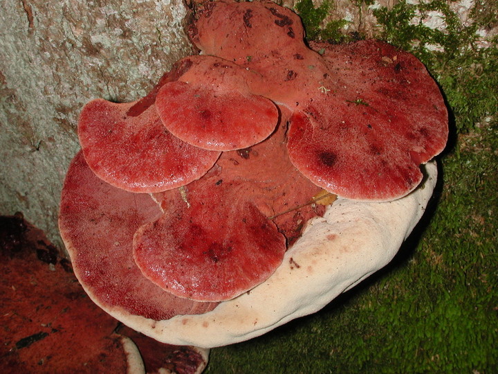 Fistulina hepatica