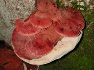 Fistulina hepatica