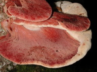 Fistulina hepatica