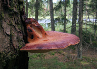 Fistulina hepatica