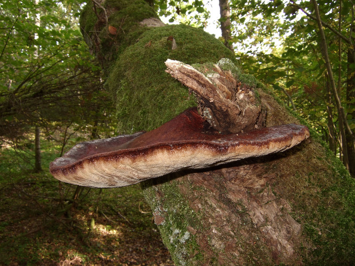 Fistulina hepatica