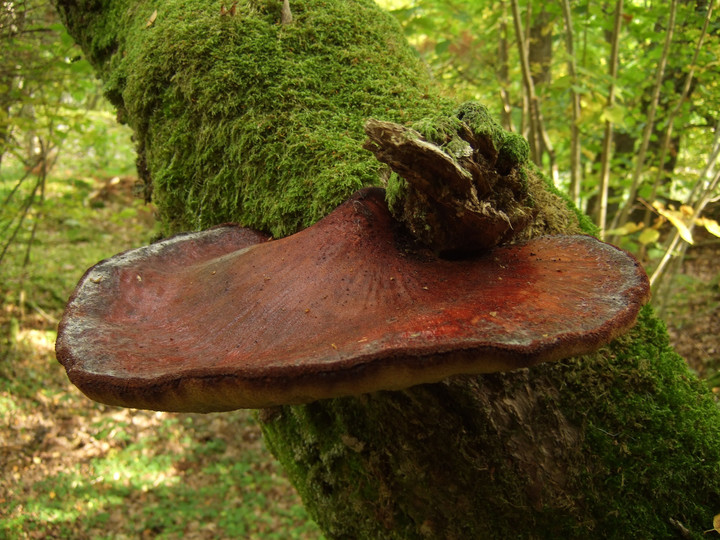 Fistulina hepatica