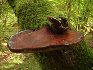 Fistulina hepatica