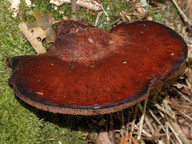 Fistulina hepatica