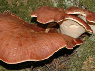 Fistulina hepatica