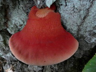 Fistulina hepatica