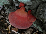 Fistulina hepatica