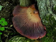 Fistulina hepatica