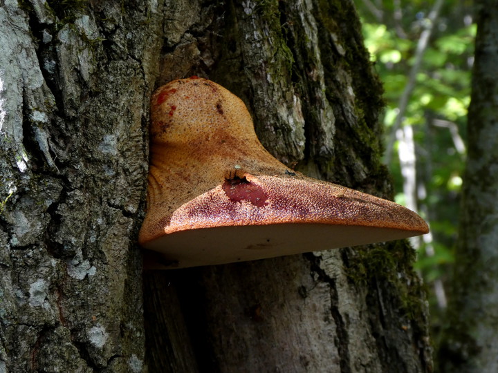 Fistulina hepatica