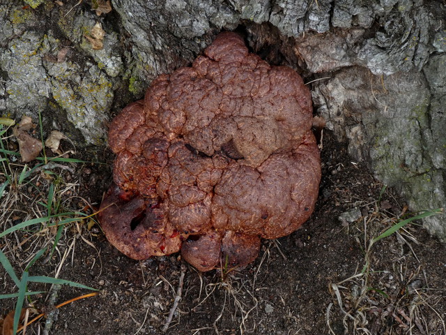 Fistulina hepatica