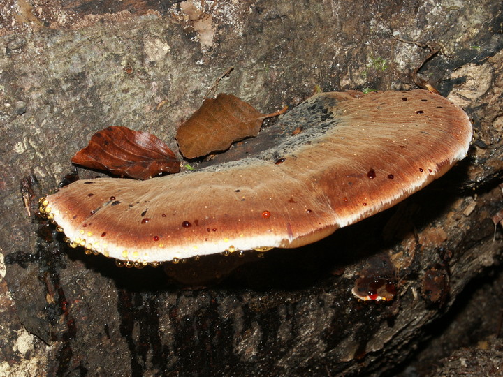 Ischnoderma resinosum