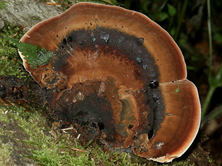 Ischnoderma resinosum