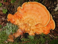 Laetiporus sulphureus