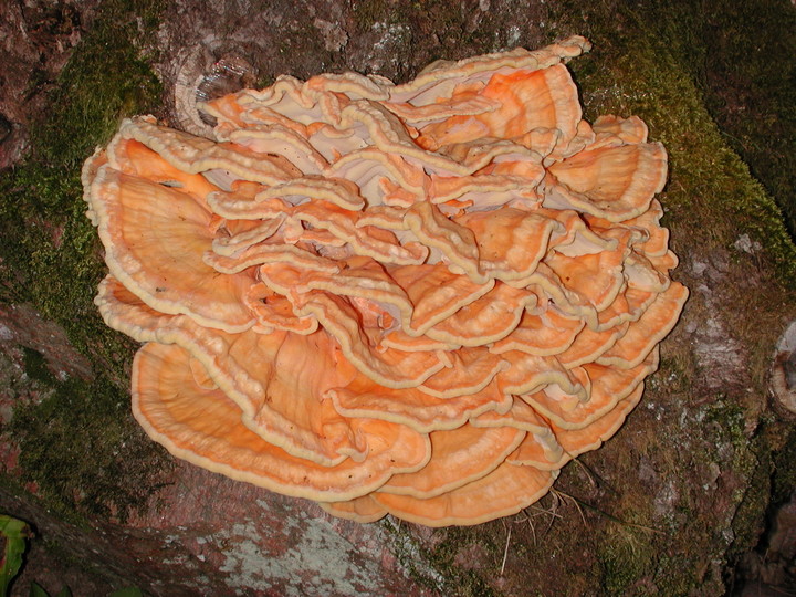 Laetiporus sulphureus