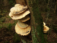 Laetiporus sulphureus