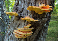 Laetiporus sulphureus