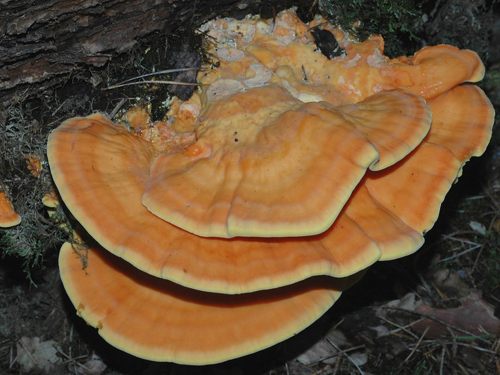 Laetiporus sulphureus