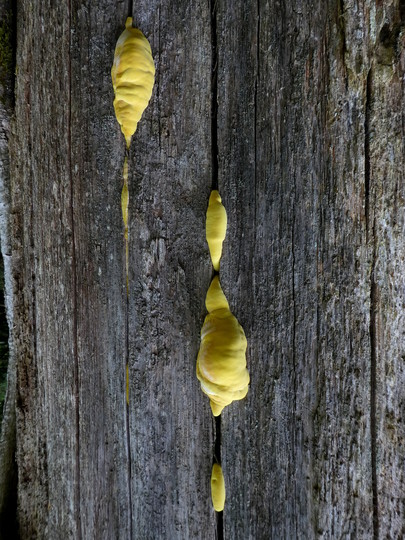 Laetiporus sulphureus