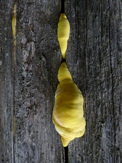 Laetiporus sulphureus