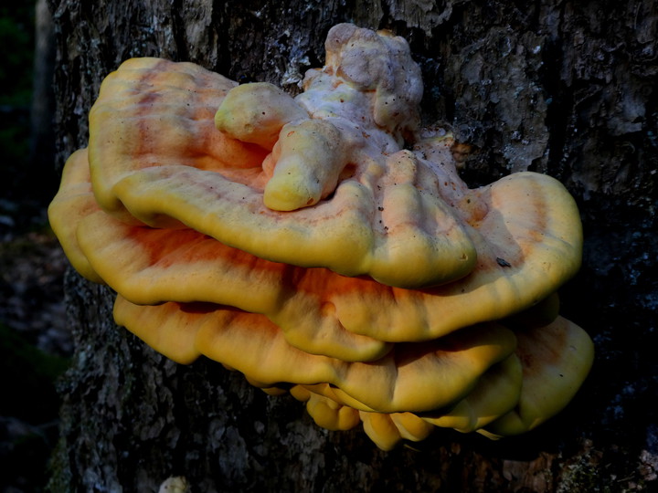 Laetiporus sulphureus