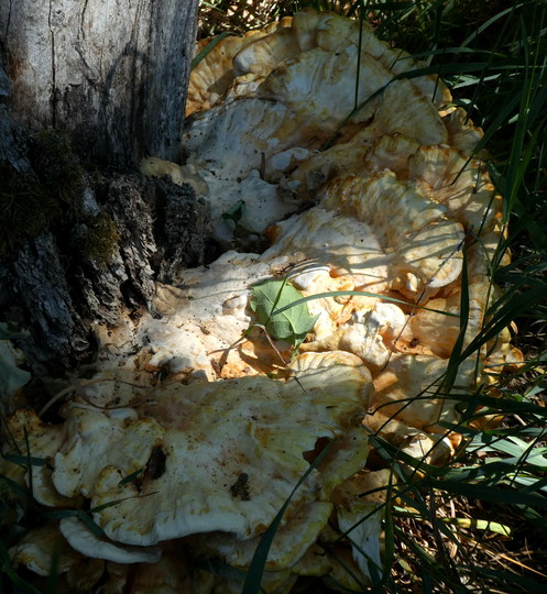 Laetiporus sulphureus