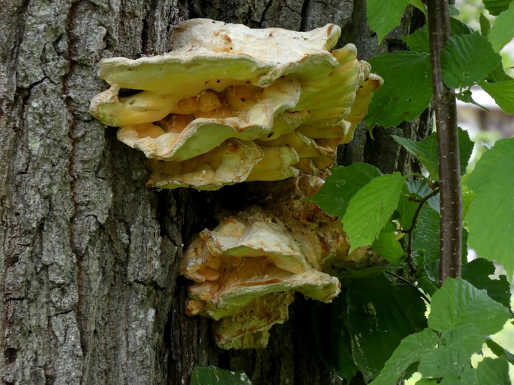 Laetiporus sulphureus