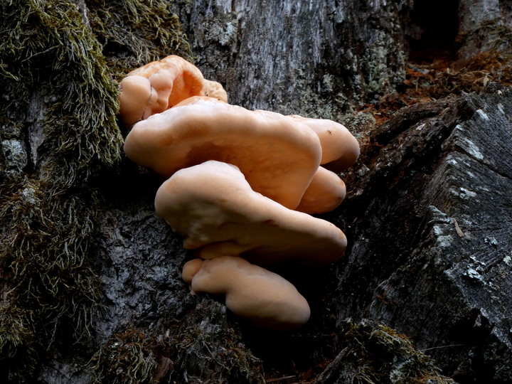 Laetiporus sulphureus