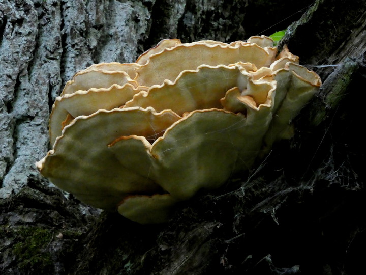 Laetiporus sulphureus