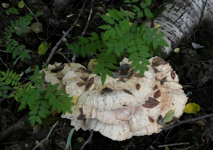 Laetiporus sulphureus