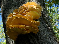 Laetiporus sulphureus