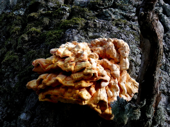 Laetiporus sulphureus