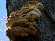 Laetiporus sulphureus