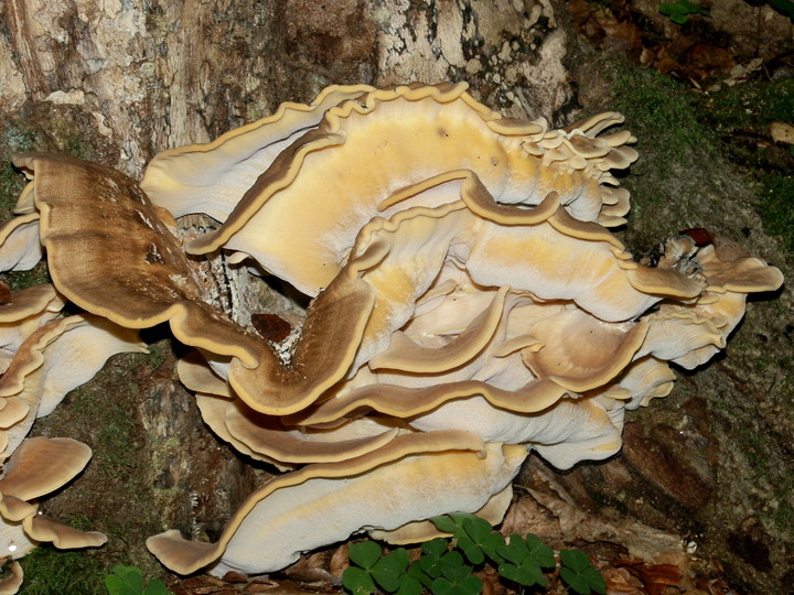 Meripilus giganteus