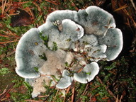 Oligoporus caesius