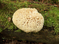 Oligoporus ptychogaster