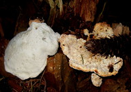 Oligoporus guttulatus