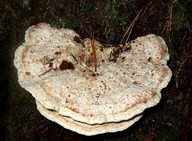 Oligoporus guttulatus